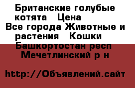 Британские голубые котята › Цена ­ 5 000 - Все города Животные и растения » Кошки   . Башкортостан респ.,Мечетлинский р-н